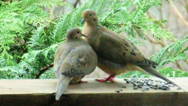 Mourning Dove Courtship and Mating