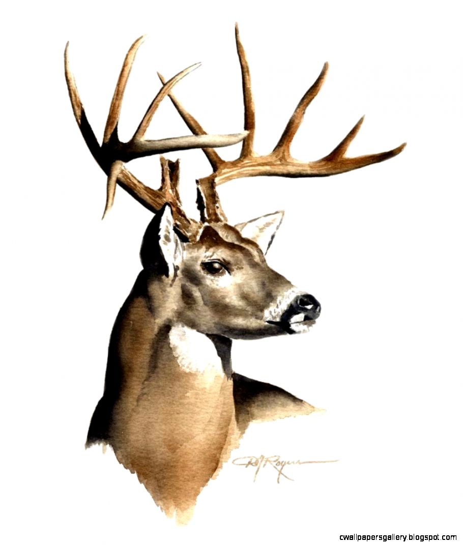 Deer Buck Drawings Wallpapers Gallery deer-buck-drawings-wallpapers-gallery