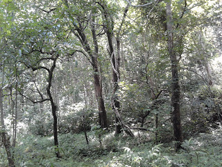 Trees at Vazhvanthol waterfalls