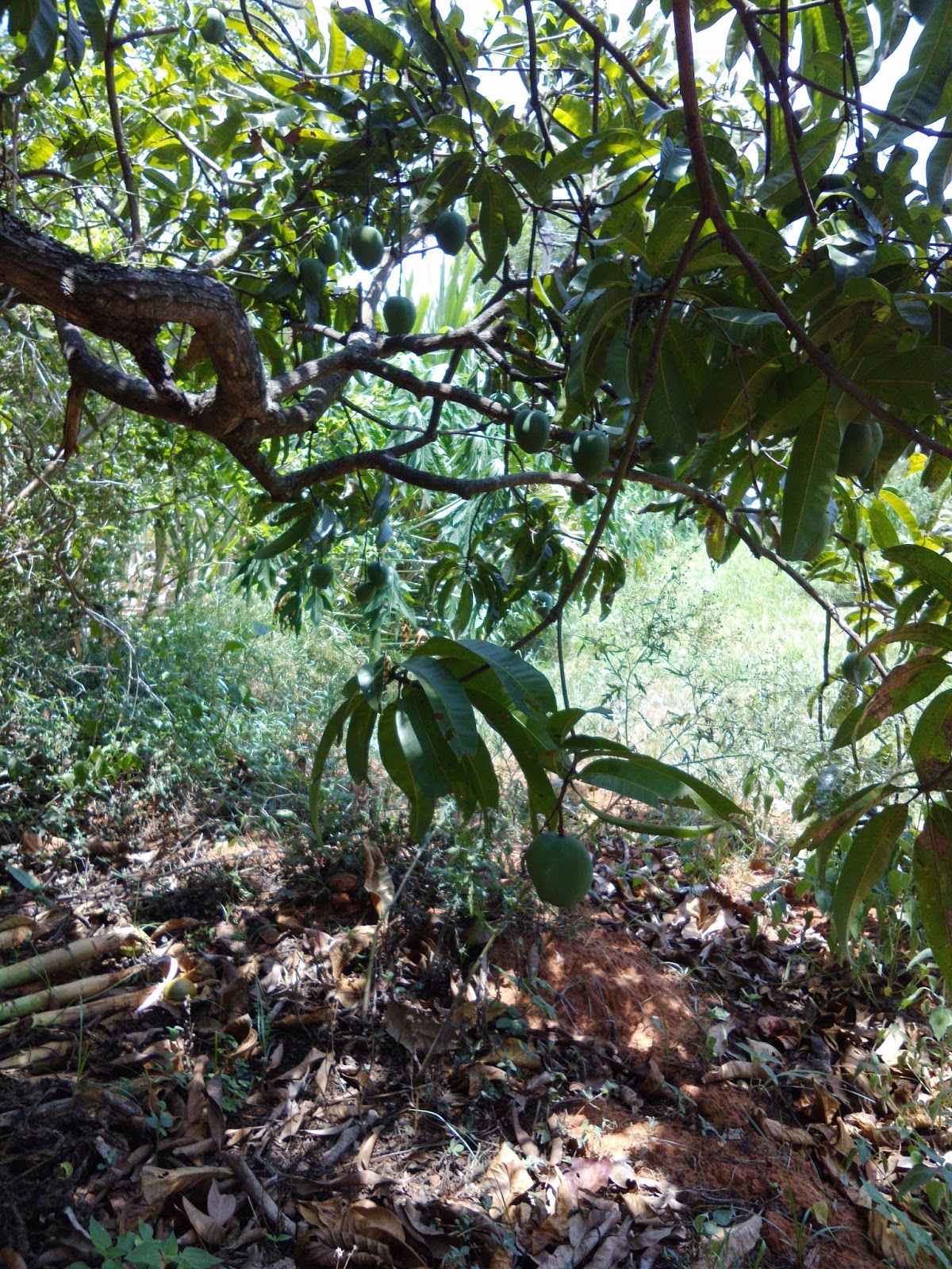 SAJAVAT A homestay within a mango orchard Mango Mulch