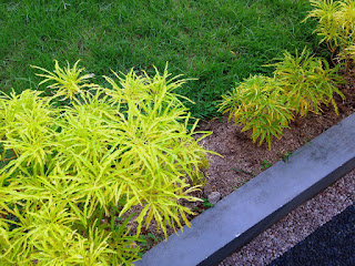 Floor Grass And Tiny Ornamental Plants In The House Garden, Bali, Indonesia