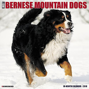 Just Bernese Mountain Dog 2018 Calendar