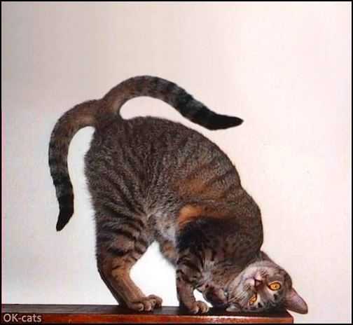 CAT-nipulation • OMG! Cat with 2 tails in a funny and weird position. "Please my tails." CAT-nipulation • OMG! Cat with 2 tails in a funny and weird position. "Please my tails."