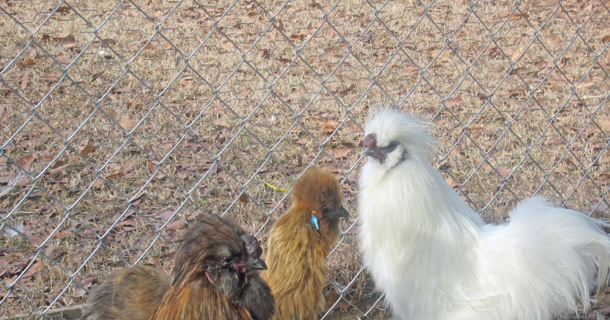 Hibiscus House Chicken Day Meet the Silkies