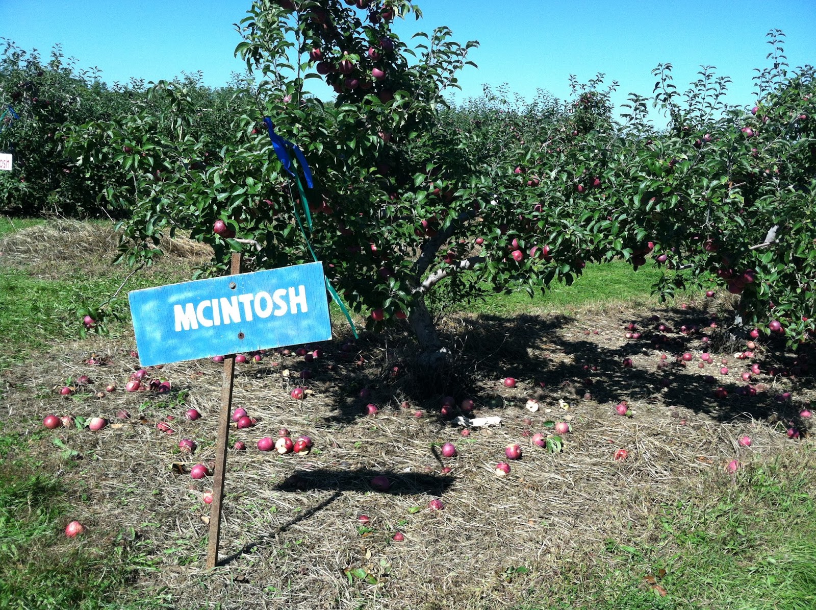 Blake's Big Apple Orchard