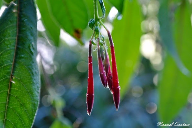 Machu Picchu, flora nella vegetazione nebulare Machu Picchu, flora nella vegetazione nebulare