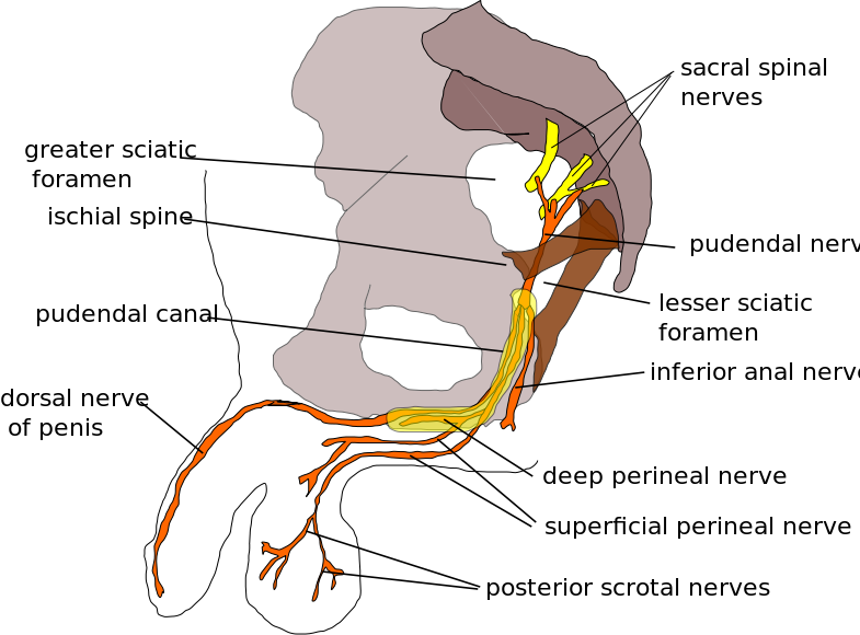 Penis Neuropathy 60