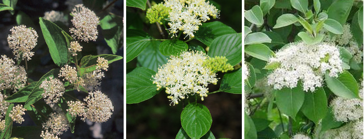 The Revolt And The Revolting Nannyberry Viburnum Lentago
