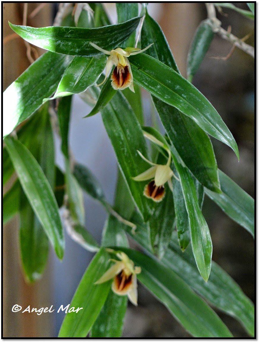 Orquídeas Blog de Angel Mar Coelogyne ovalis (En plena Orquídeas Blog de Angel Mar Coelogyne ovalis (En plena