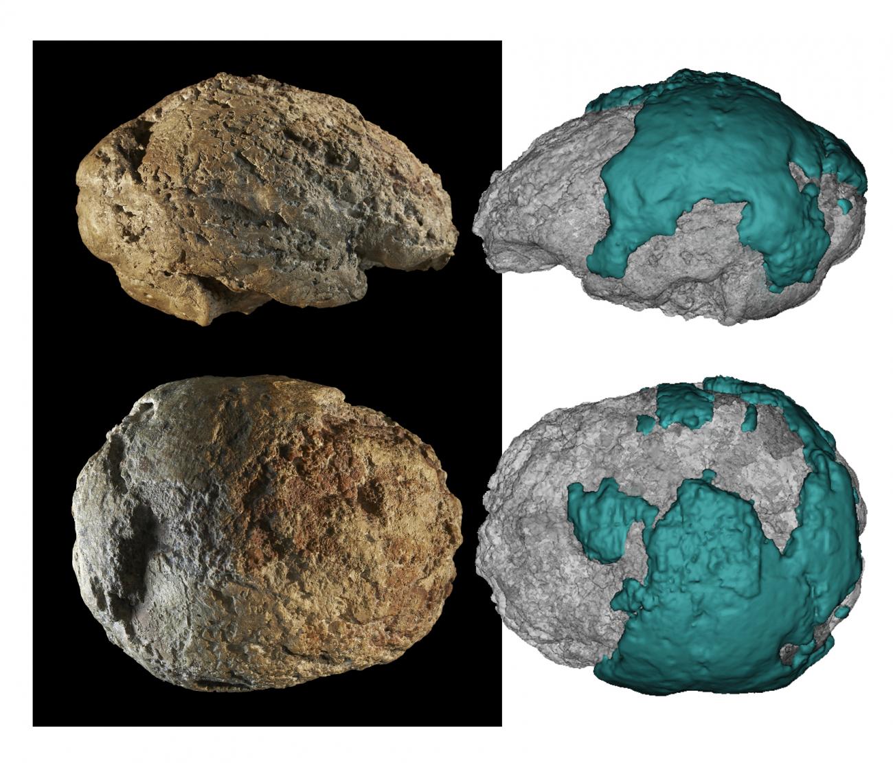 Molde interior natural de cráneo neandertal hallado en Gánovce (Eslovaquia). Foto: Eisova et al. Molde interior natural de cráneo neandertal hallado en Gánovce (Eslovaquia). Foto: Eisova et al.