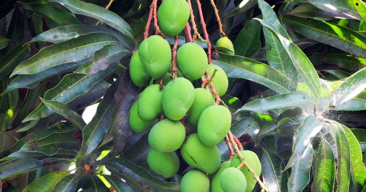 Beware of Falling Mangoes