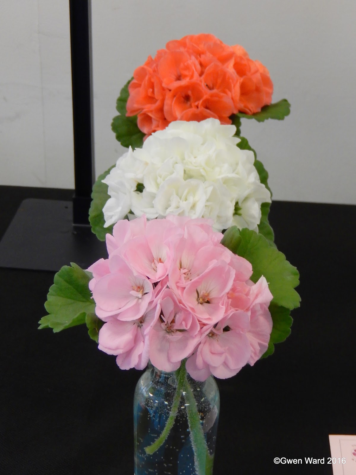 PERFECT PELARGONIUMS: Quantock Perfection, the late Ken Dymond and PAGS ...