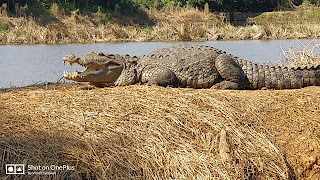 Alligator in backwaters