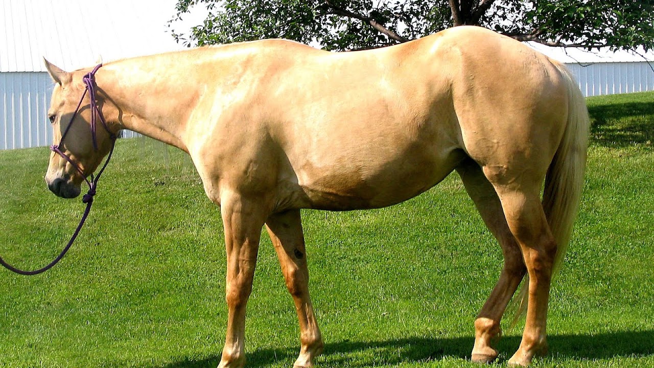 Beginners Horse For Sale Horse Choices