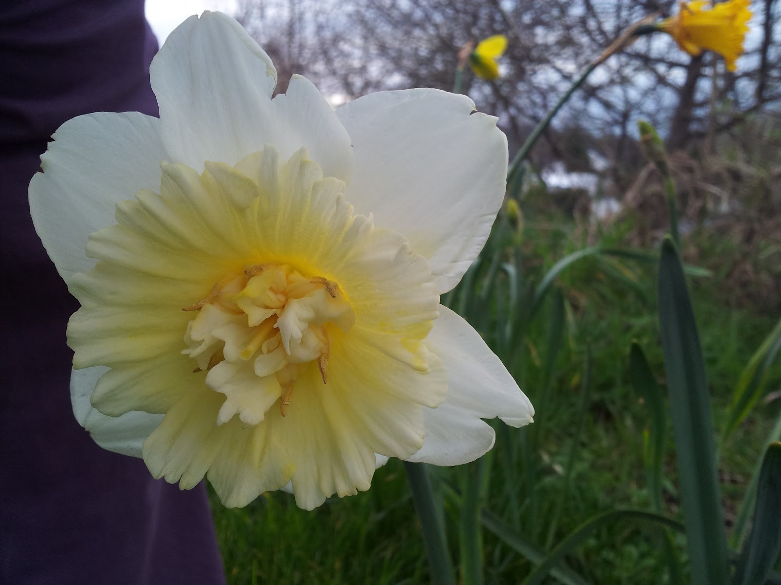 blood sweat and peas March month of the daffodil