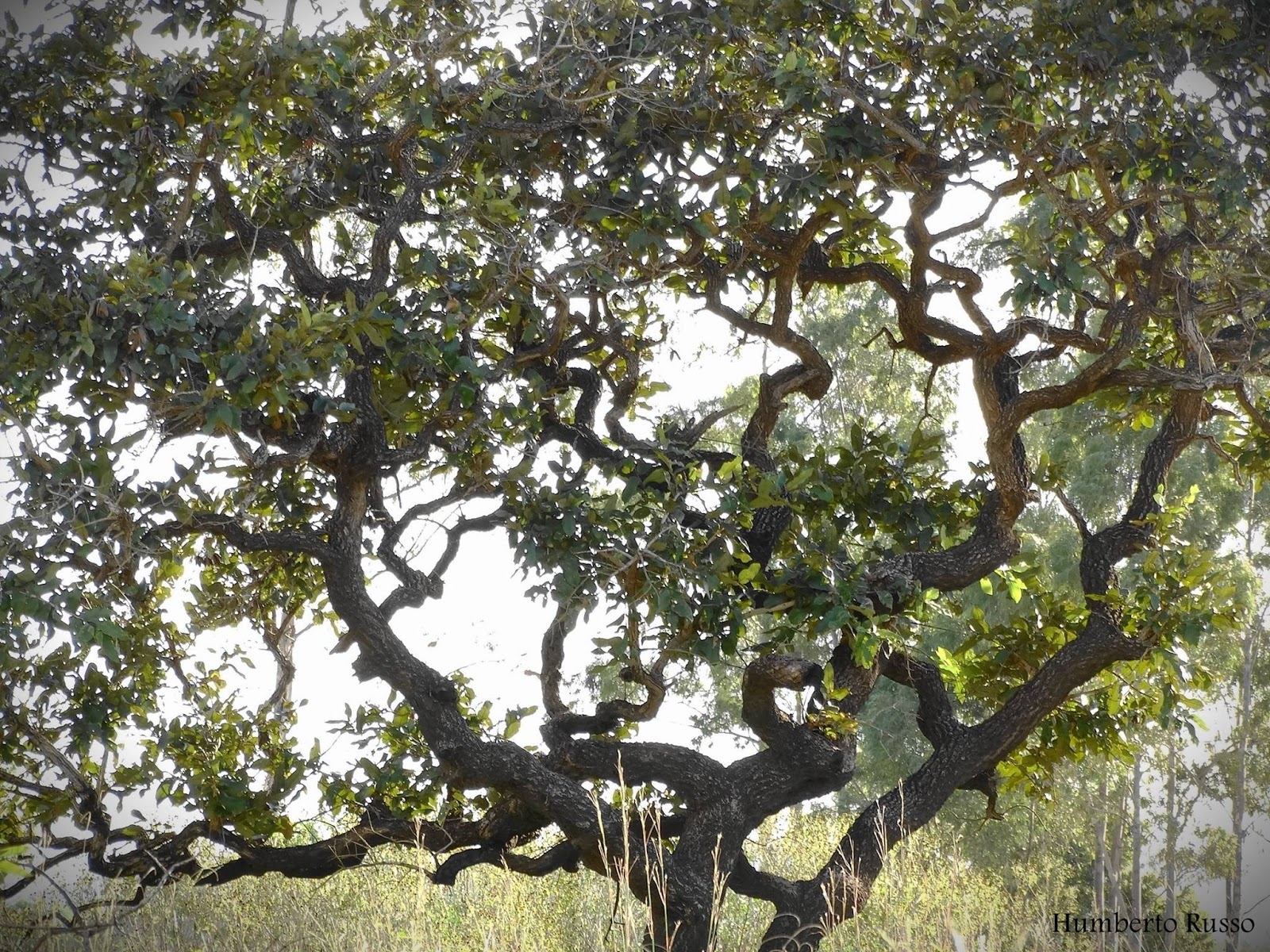 A vegetação do Cerrado é influenciada pelas características de solo, clima e fogo. A baixa fertilidade e a elevada toxicidade do solo são associadas ao nanismo e a tortuosidade da vegetação. Fto Humberto Russo A vegetação do Cerrado é influenciada pelas características de solo, clima e fogo. A baixa fertilidade e a elevada toxicidade do solo são associadas ao nanismo e a tortuosidade da vegetação.