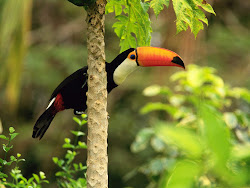 tropical forest nature bird rainforest birds animals exotic jungle animal desktop wildlife wallpapers wild toucan tree 8k natural bing