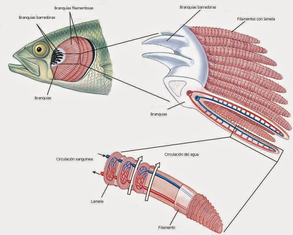 MUNDO ACUARIO Morfología de los peces