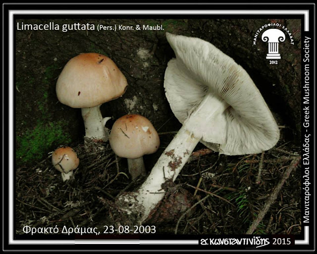 Limacella guttata (Pers.) Konr. & Maubl.