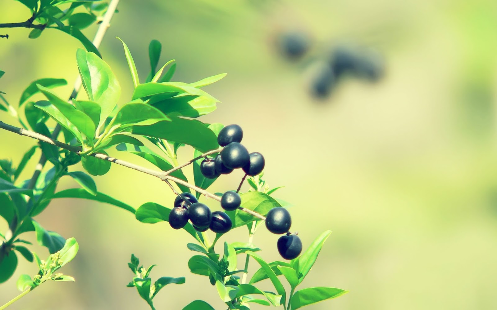 Zeytin Ağacı Duvar Kağıtları Olive Wallpapers Tam35 Zeytin Ağacı Duvar Kağıtları Olive Wallpapers Tam35