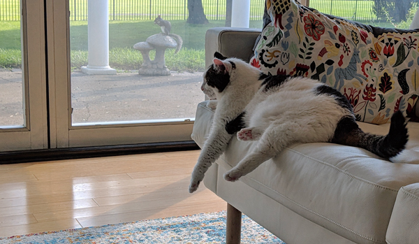 image of Olivia the White Farm Cat sitting on the sofa near glass doors; through the doors, a squirrel can be seen sitting on a toadstool figurine, sitting up and munching on a seed