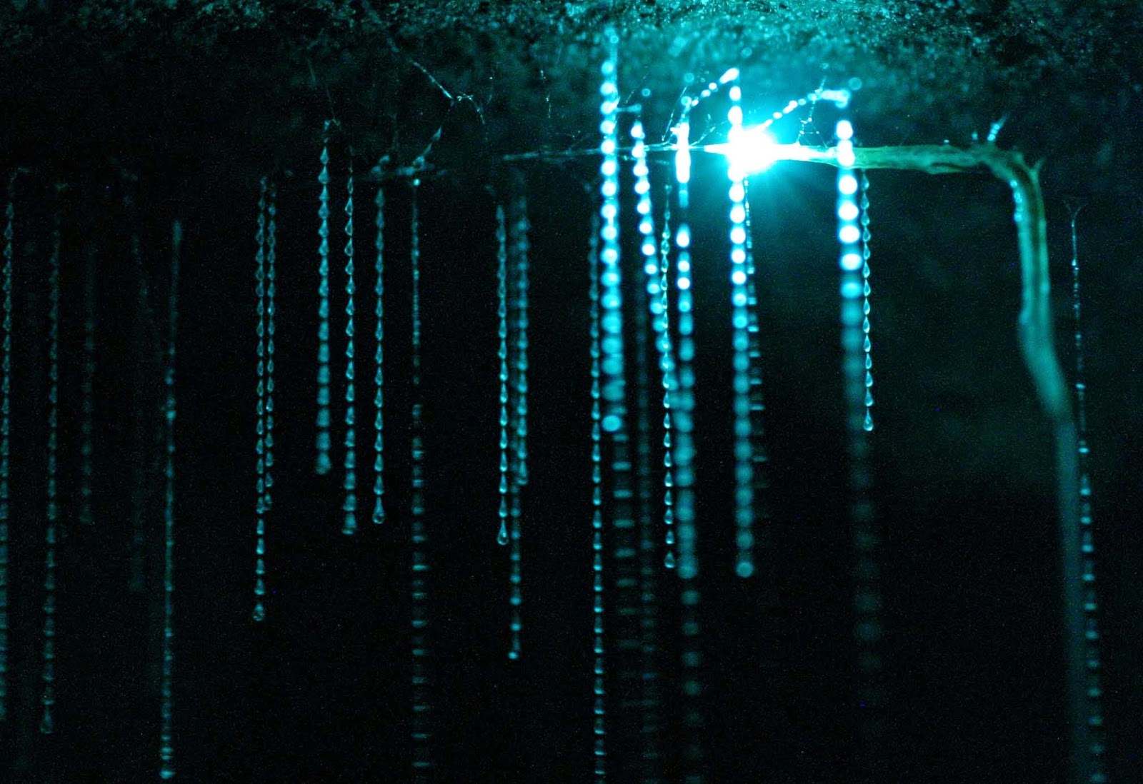 Glowworm Cave, New Zealand Glowworm Cave, New Zealand