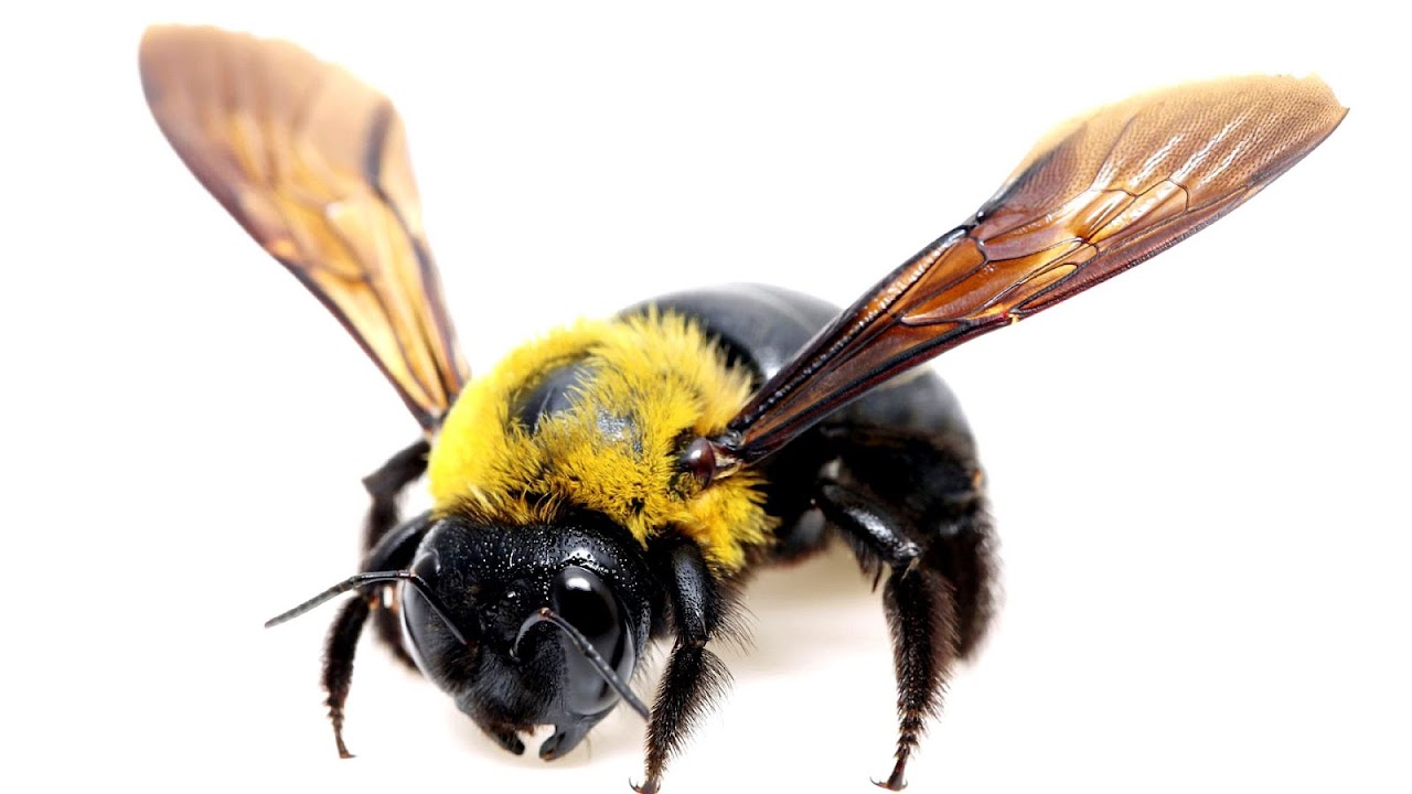 Yellow Jacket Bee Facts Yellow Choices