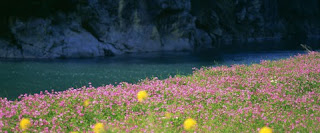 flowers for flower lovers.: Flowers sceneries wallpapers.