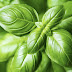 Propiedades Medicinales de la Albahaca