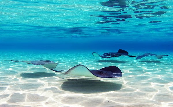 COSA FARE E VEDERE ALLE ISOLE CAYMAN COSA FARE E VEDERE ALLE ISOLE CAYMAN