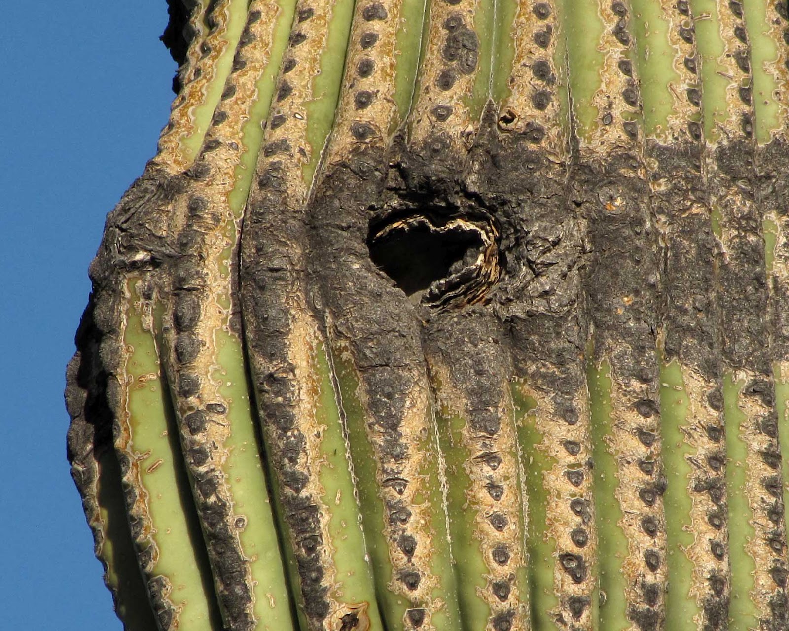 Saguaro Hearts Desert Colors