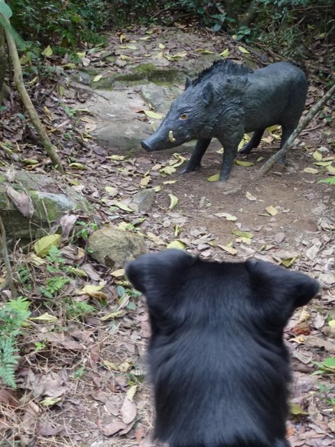 LUPIKONA: Hong Kong Wild Animals