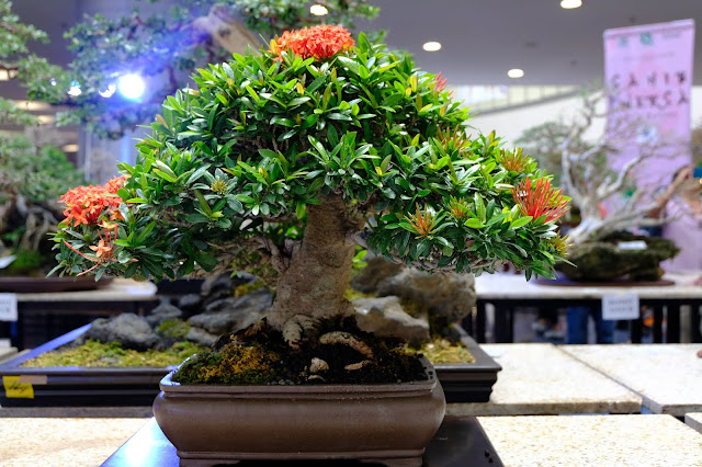 santan bonsai