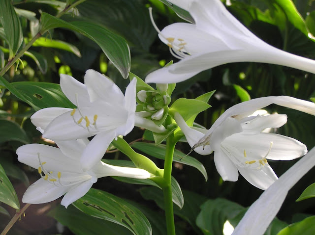 białe kwiaty funkii
