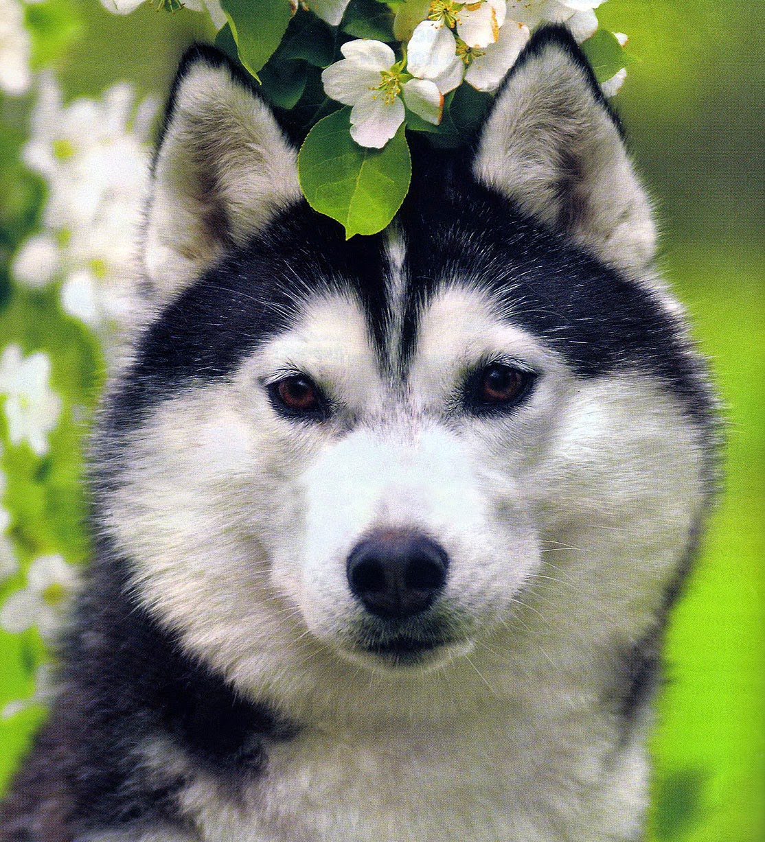 сибирский хаски это северная собака