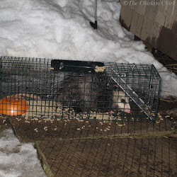 chicken coop predator proofing chickens tips proof weasel run poultry door roost opossum doors underneath