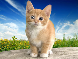 cat desktop wallpapers cats computer background funny awesome wallpapersafari downloads pc kitten display very code