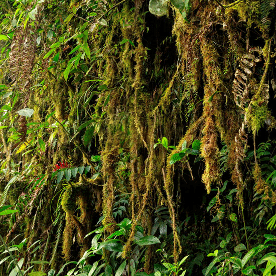 Ayahuasca Experience