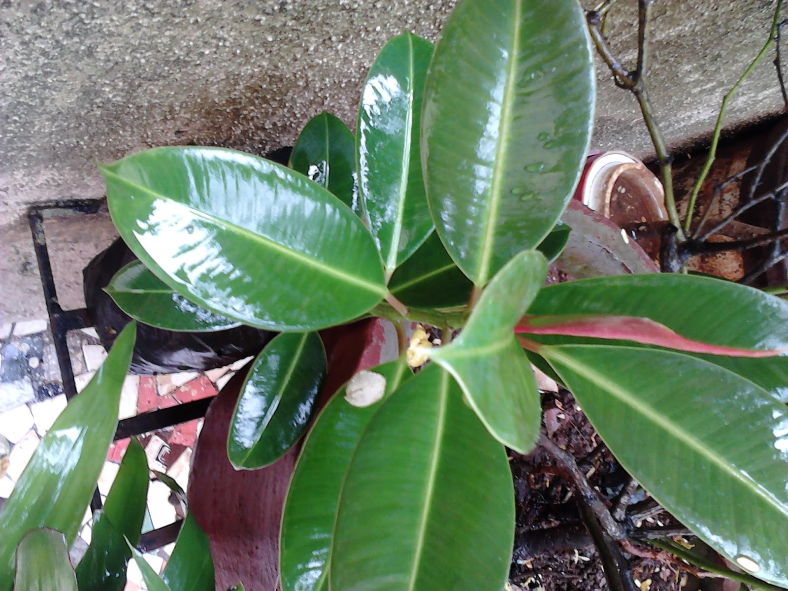 Garden Care Simplified Best Feng Shui Plant for Strength and Wealth