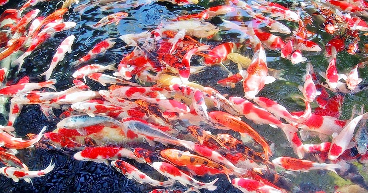 Ikan Koi dan Keberuntungan - Akuarium Ikan Hias