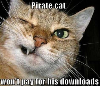 Cat Memes Photos Cat Memes Photos
