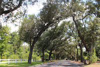 12th ave. Tree Tunnel, Pensacola, FL