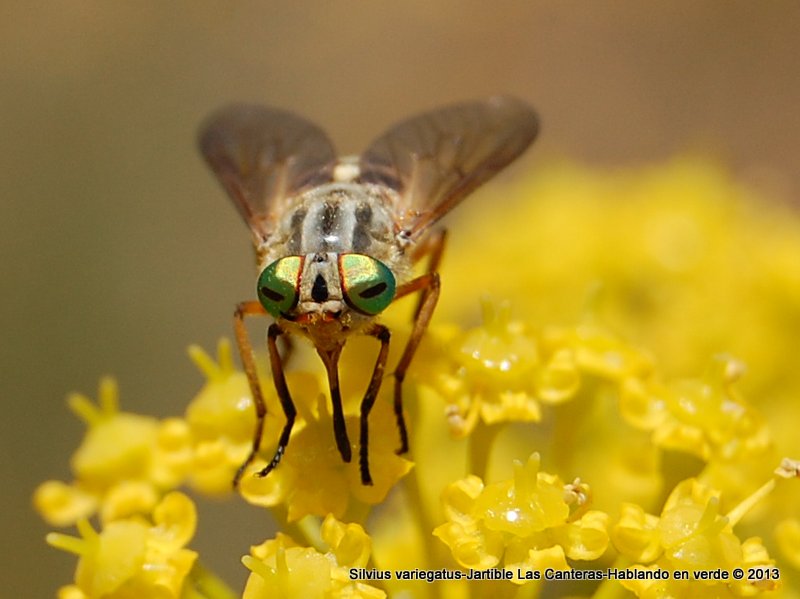 Hablando en verde: Tábanos, Silvius variegatus