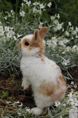 What is the smallest breed of Rabbit