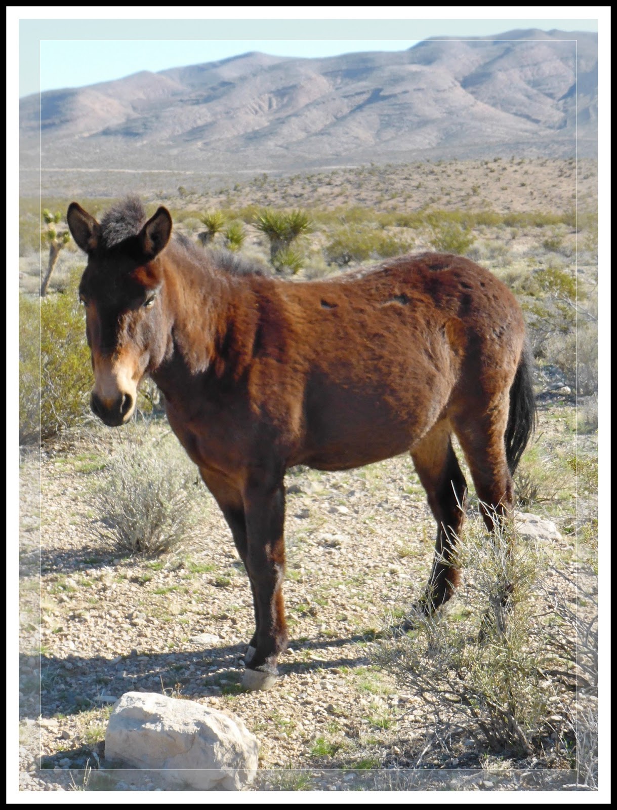 brynnuh mule