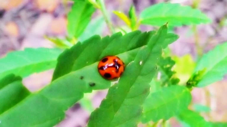 ladybird or ladybug
