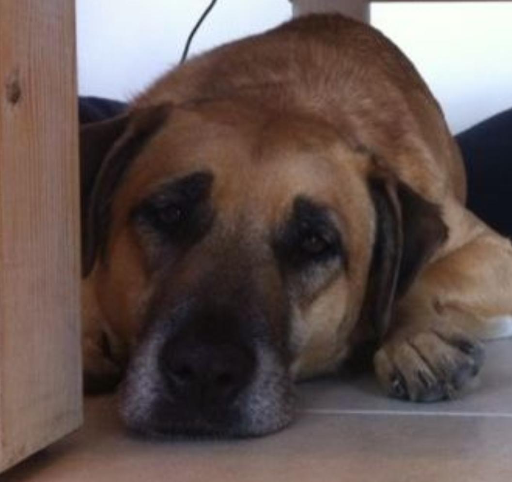 Want to understand goodwill? Ask the cat, dog, rat and rabbit OPUS IP