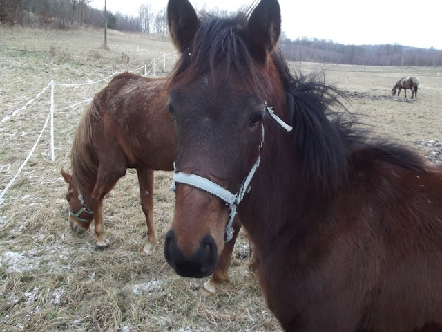 Obrazek