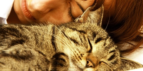 Malam Sabtu: Tidur Lewat Atau Tidur Awal?, tidur bersama kucing, tidur lewat malam, tidur awal, tidur nyenyak