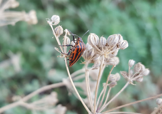 Graphosoma lineatum - Chinche rayada